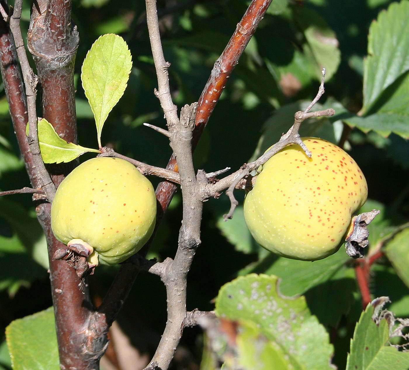 Image of Chaenomeles japonica specimen.