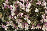 Trifolium uniflorum