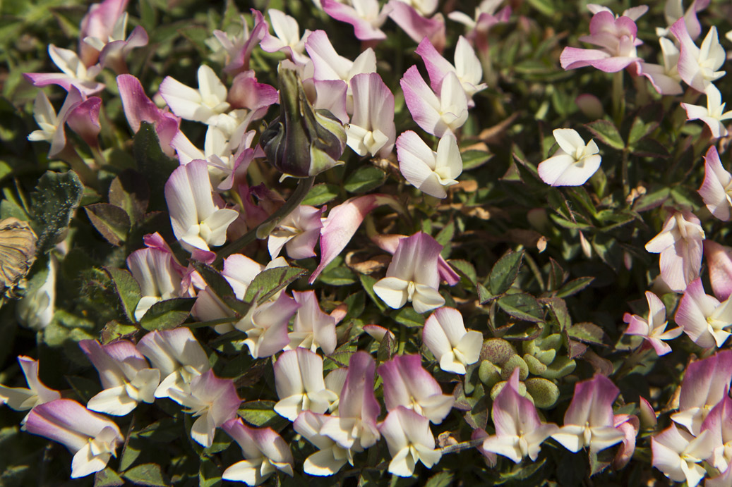 Изображение особи Trifolium uniflorum.