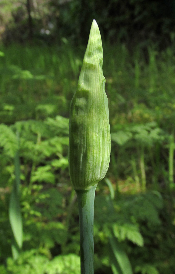 Image of Nectaroscordum bulgaricum specimen.