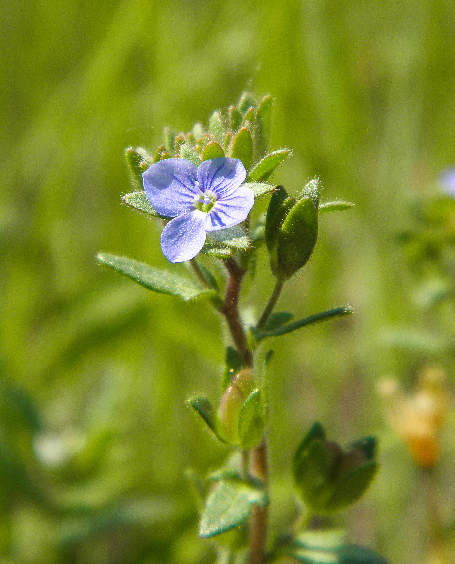 Image of Veronica praecox specimen.