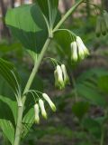 Polygonatum multiflorum