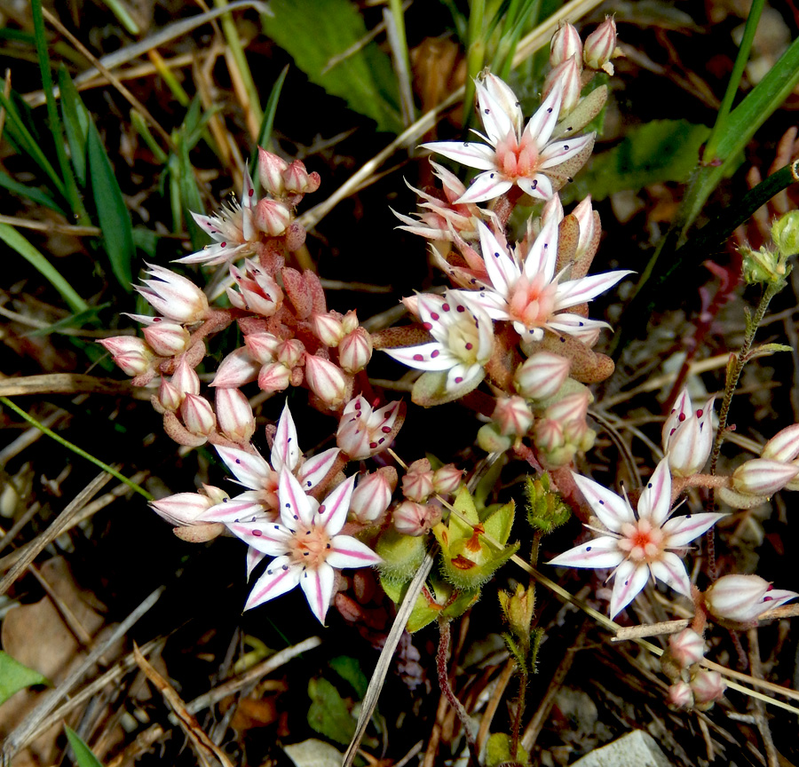 Image of Sedum hispanicum specimen.