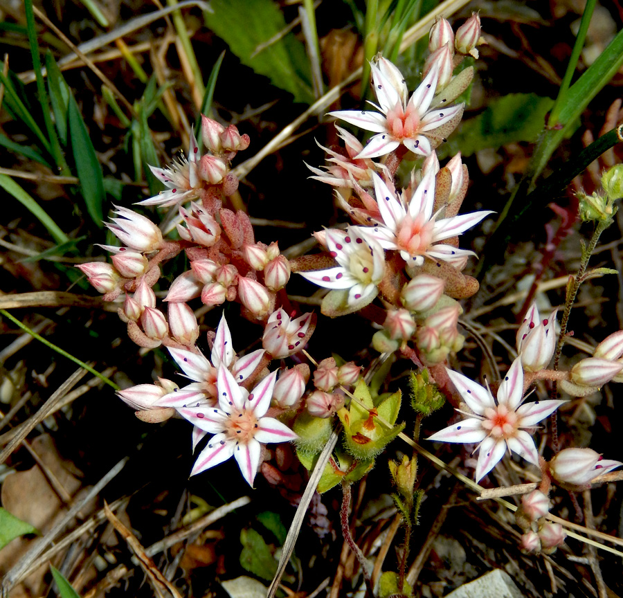 Изображение особи Sedum hispanicum.