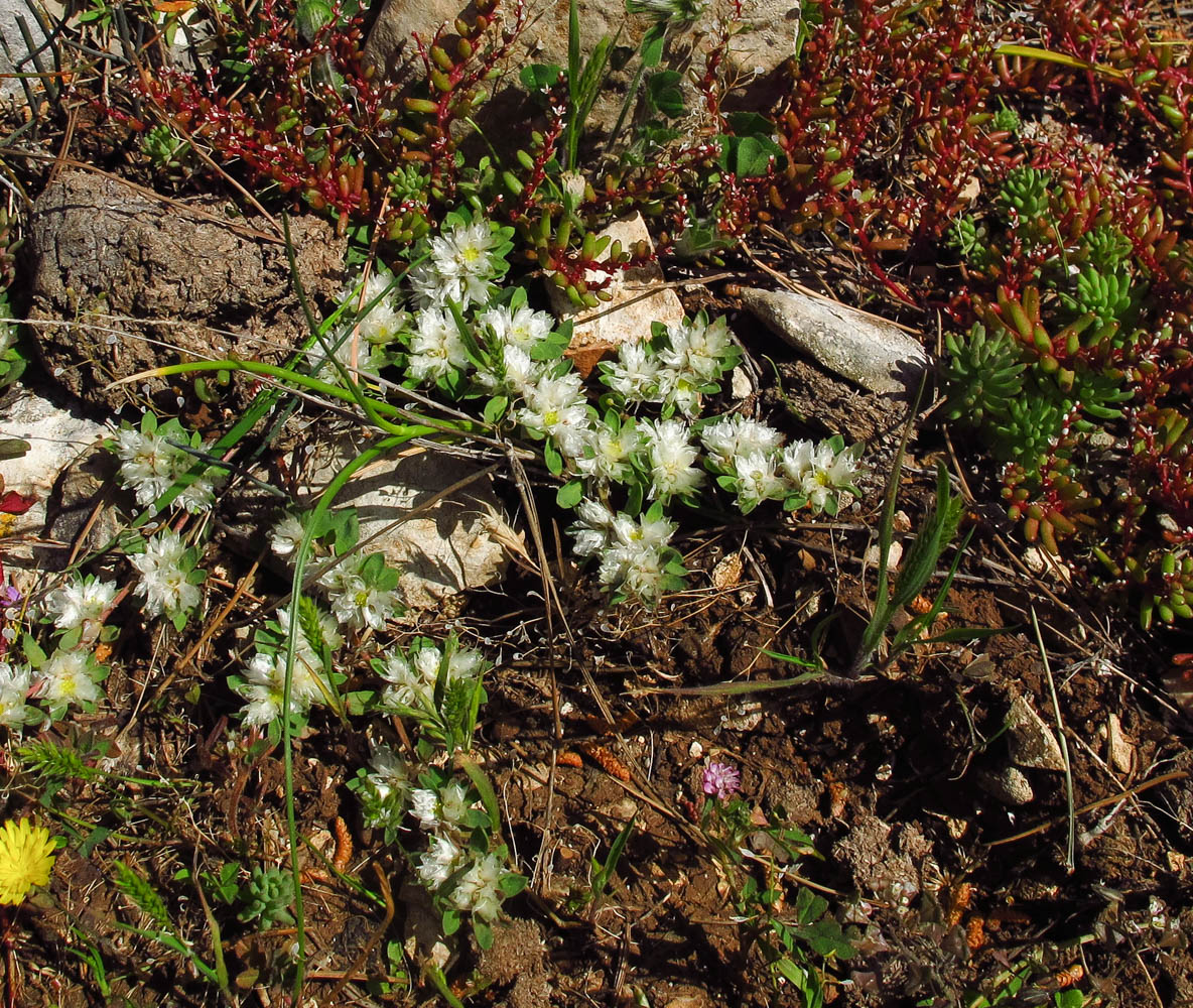 Image of Paronychia argentea specimen.