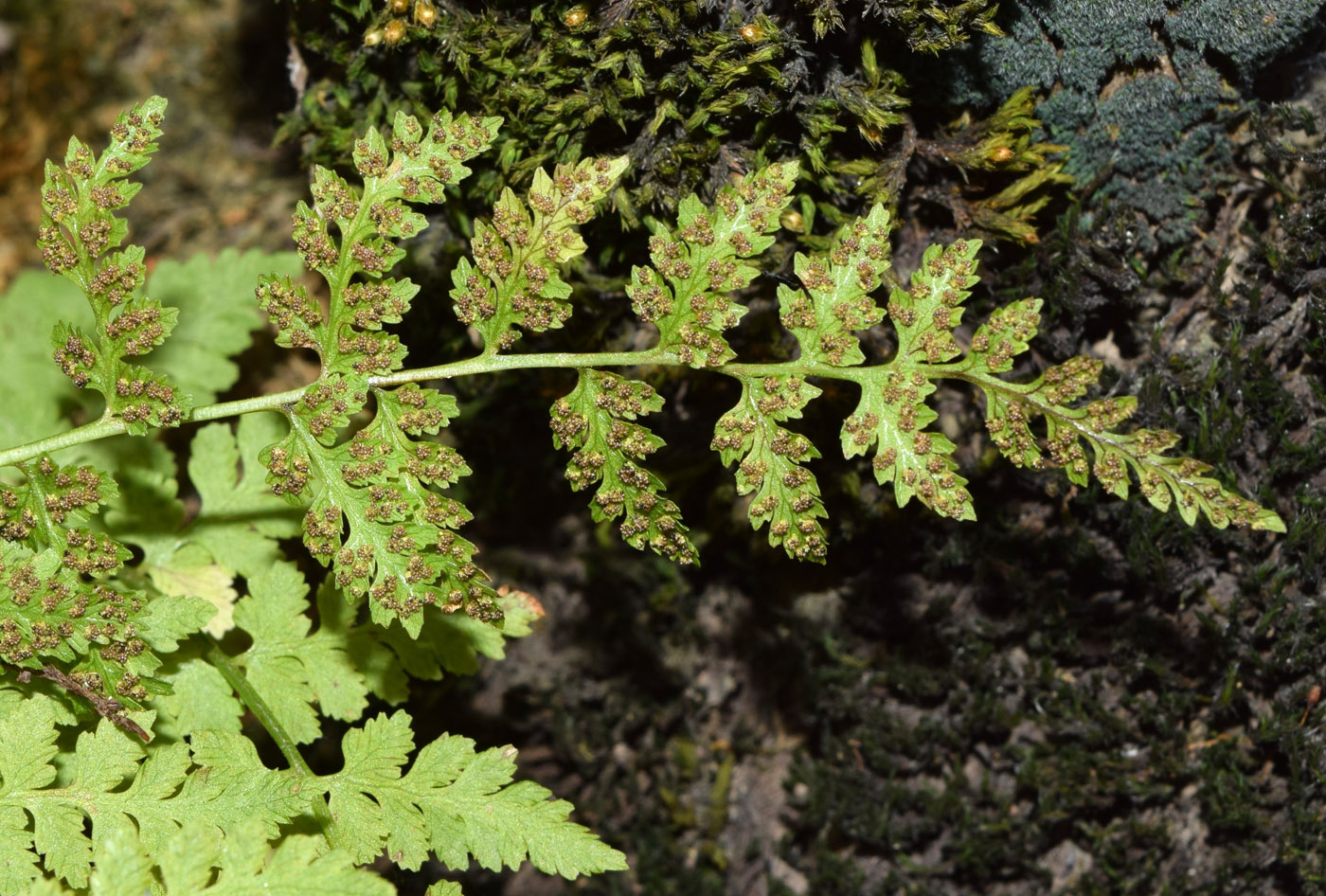 Изображение особи Cystopteris fragilis.