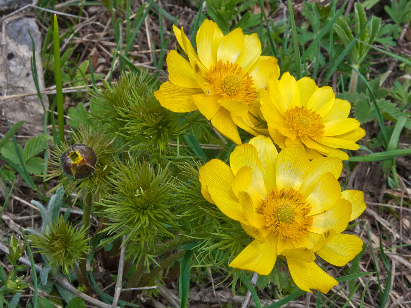 Изображение особи Adonis vernalis.