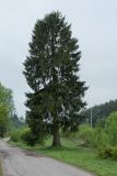 Picea abies