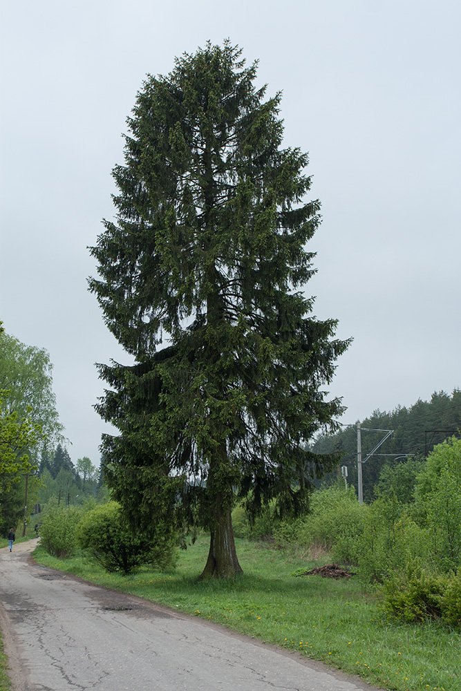 Изображение особи Picea abies.