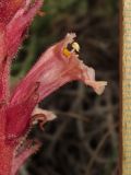Orobanche centaurina