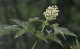 Sambucus racemosa