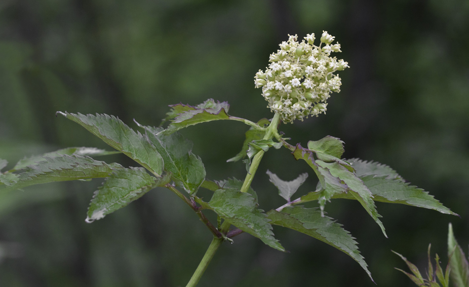 Image of Sambucus racemosa specimen.