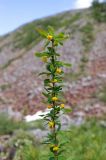 Berberis sibirica