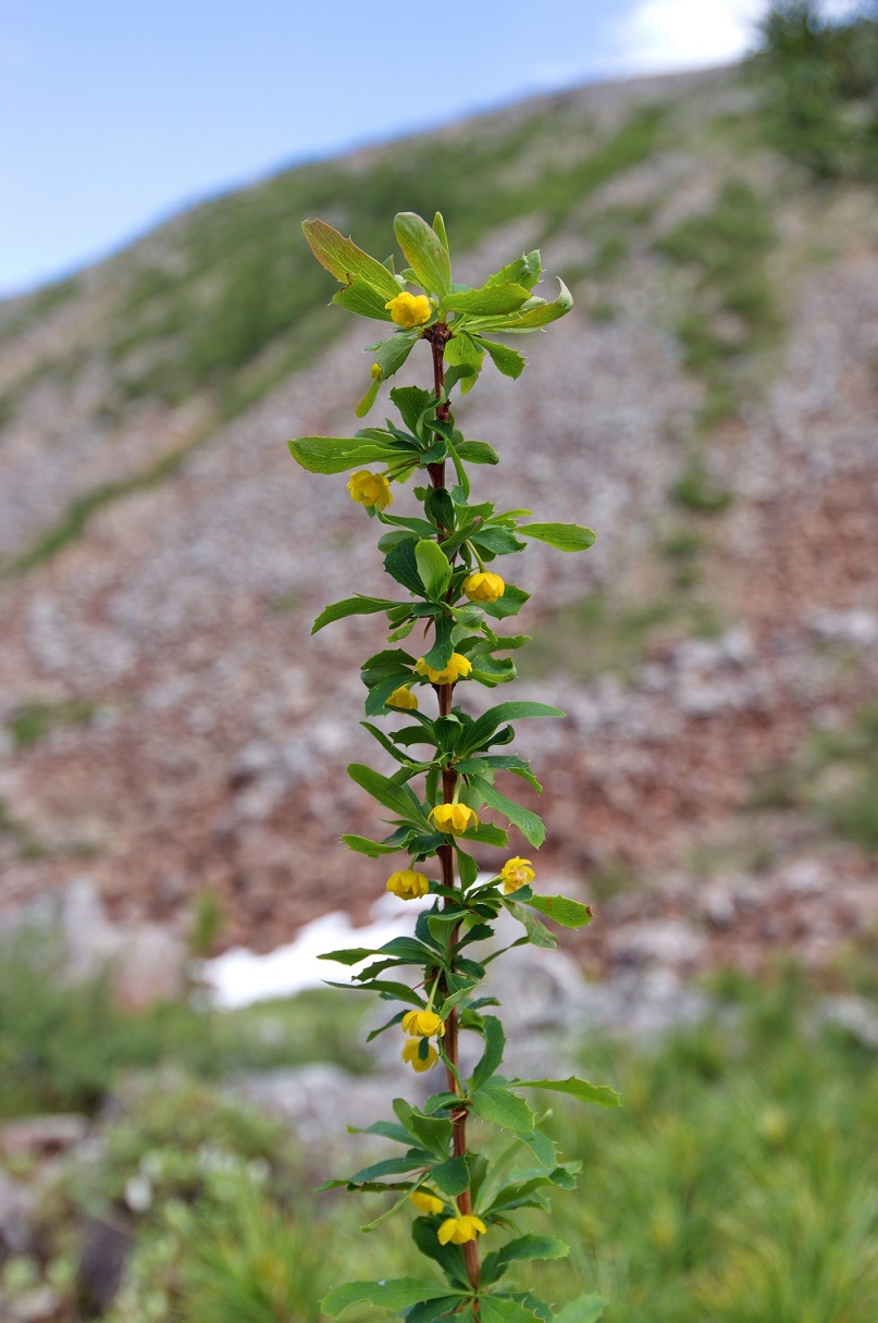 Image of Berberis sibirica specimen.