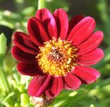 Argyranthemum frutescens