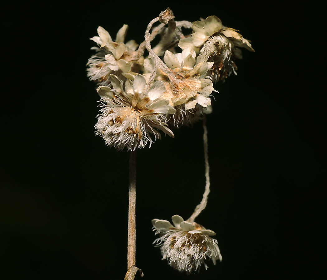 Изображение особи Antennaria dioica.