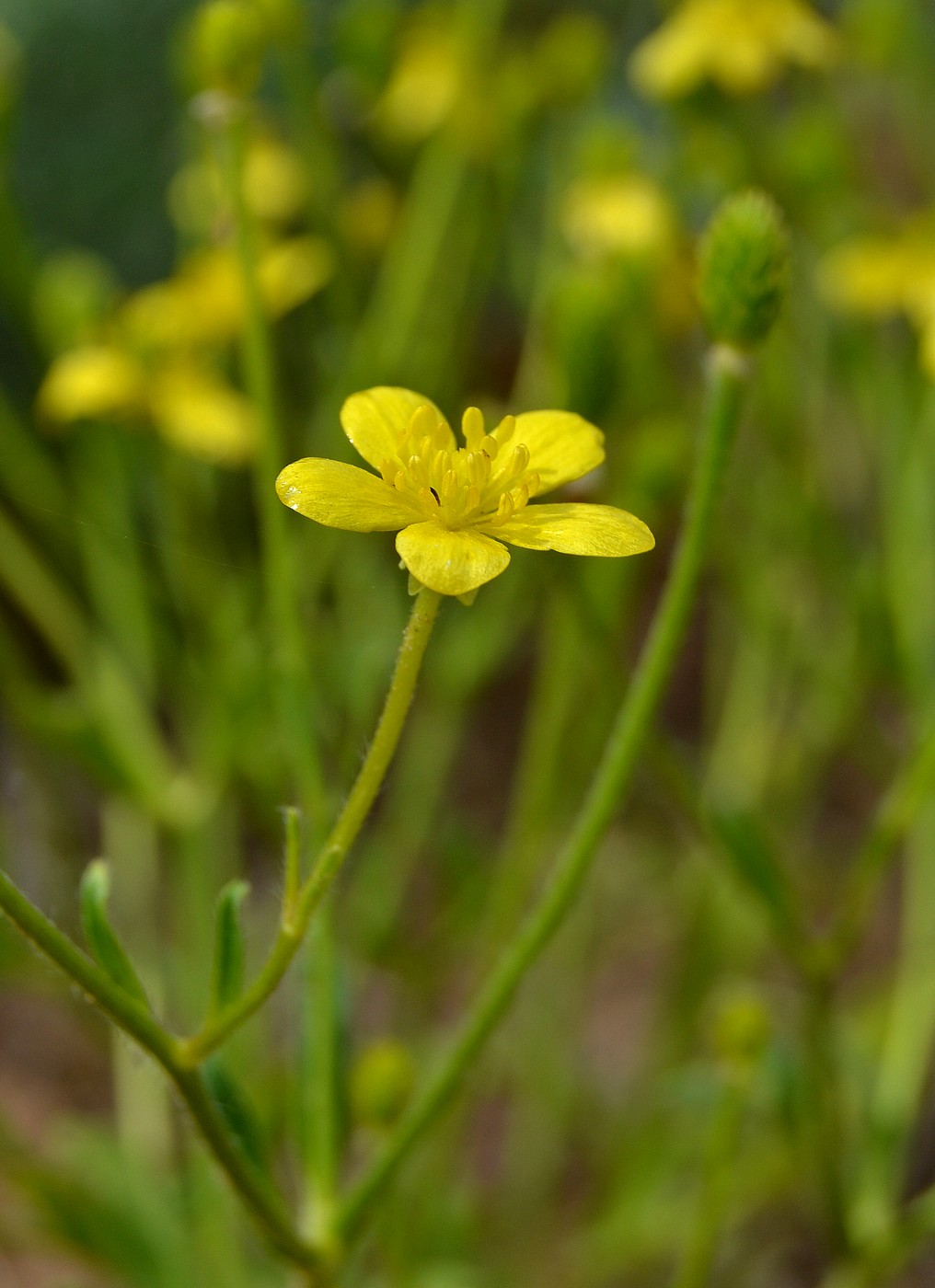 Изображение особи Ranunculus oxyspermus.