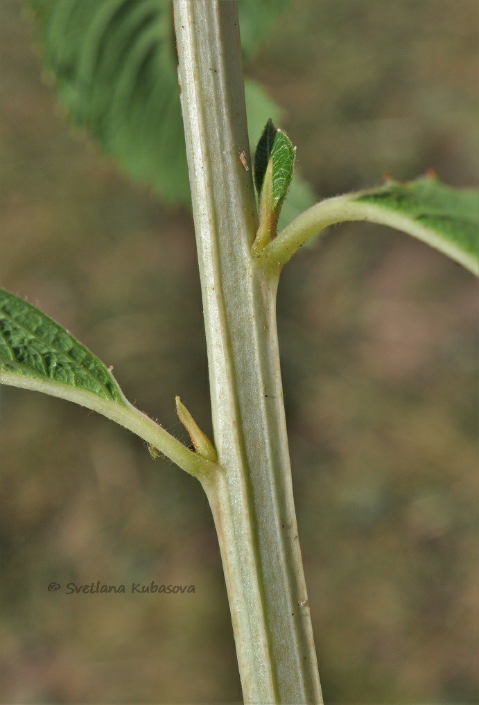 Image of Spiraea salicifolia specimen.