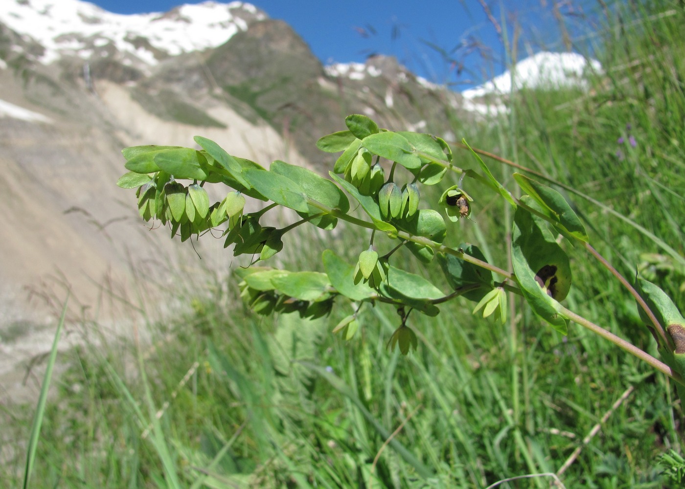 Изображение особи Cerinthe glabra ssp. caucasica.