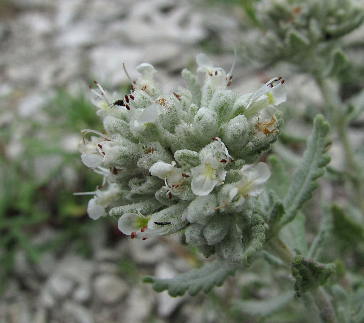 Изображение особи Teucrium capitatum.