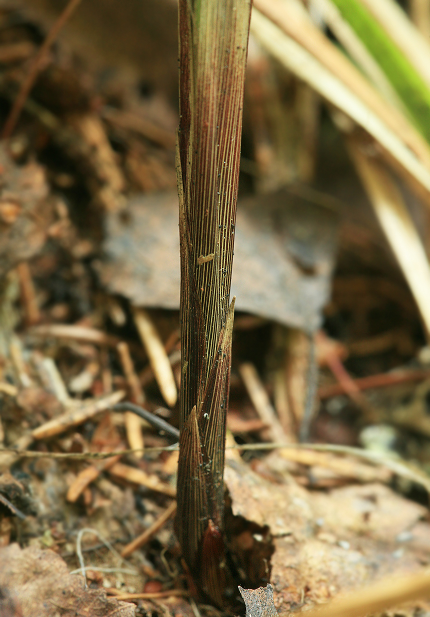 Image of Carex pilosa specimen.