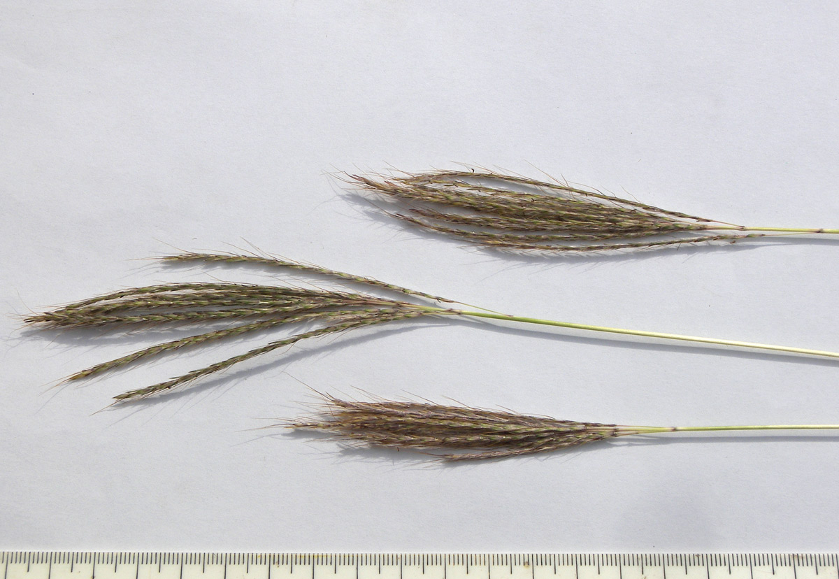 Изображение особи Bothriochloa caucasica.