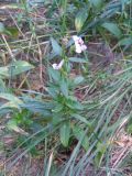 Saponaria officinalis