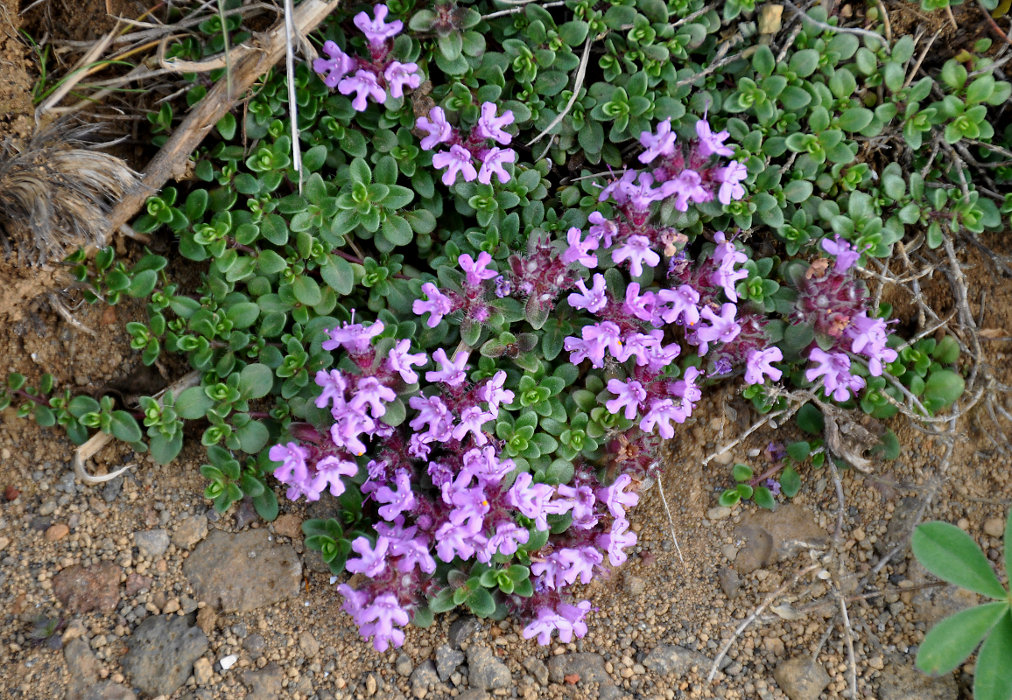 Изображение особи Thymus praecox ssp. britannicus.