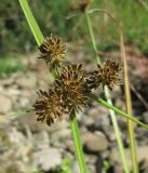 Cyperus difformis. Соплодие. Краснодарский край, Абинский р-н, ст-ца Холмская, берег р. Хабль. 08.09.2016.