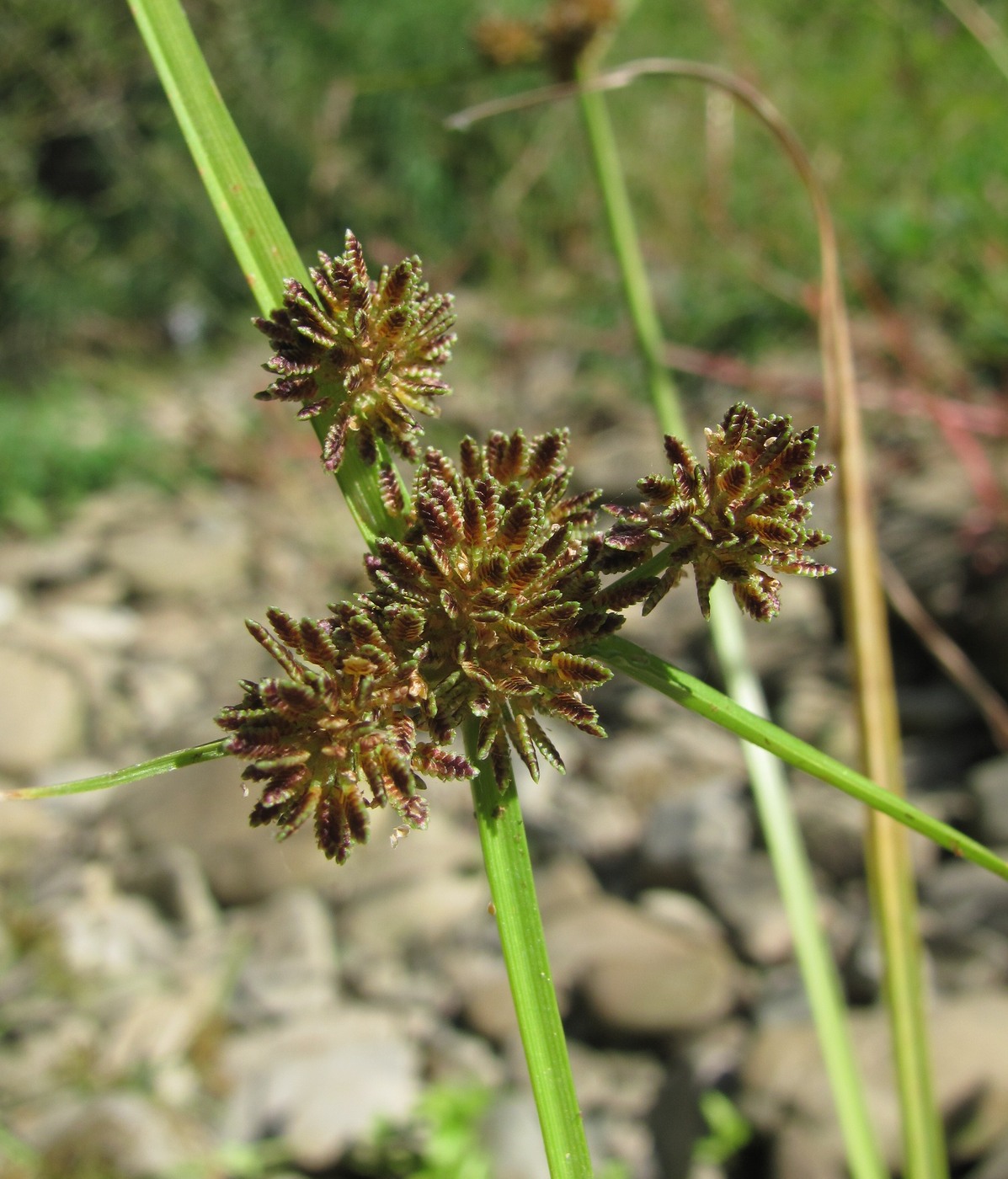 Изображение особи Cyperus difformis.