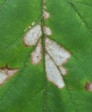 Image of taxon representative. Author is Геннадий Окатов