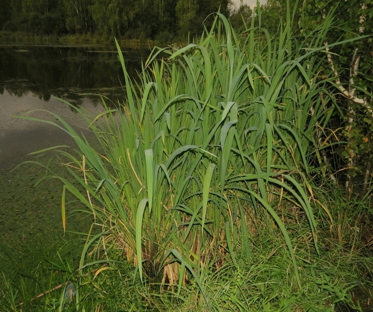 Image of Zizania latifolia specimen.