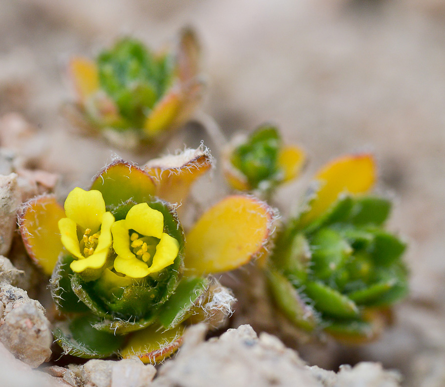 Image of Draba oreades specimen.