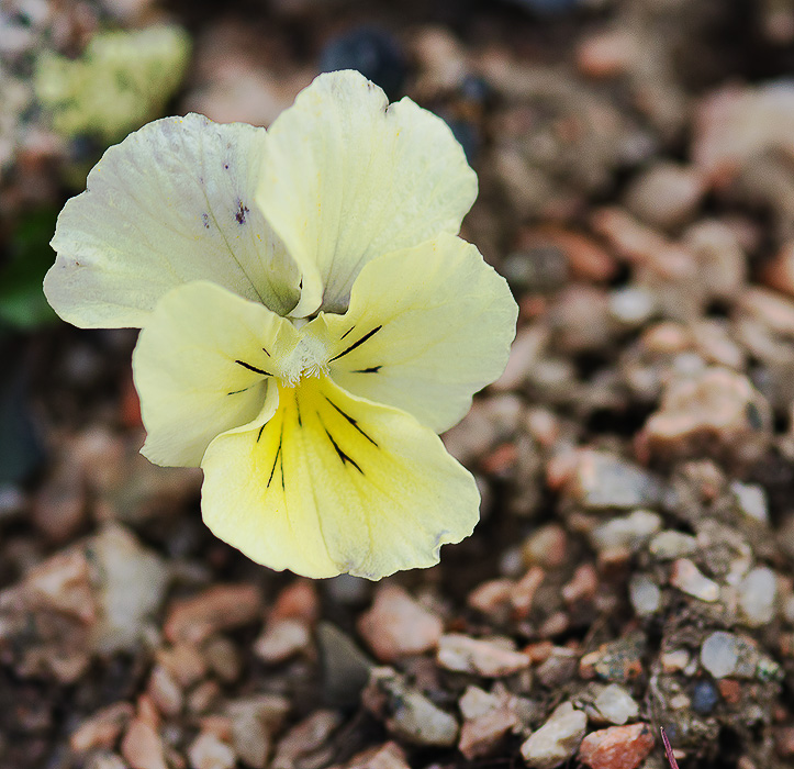 Изображение особи Viola altaica.