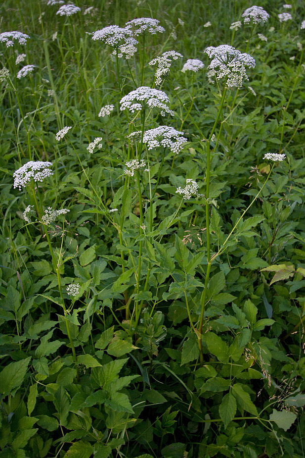 Image of Aegopodium podagraria specimen.