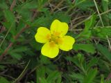 Potentilla erecta