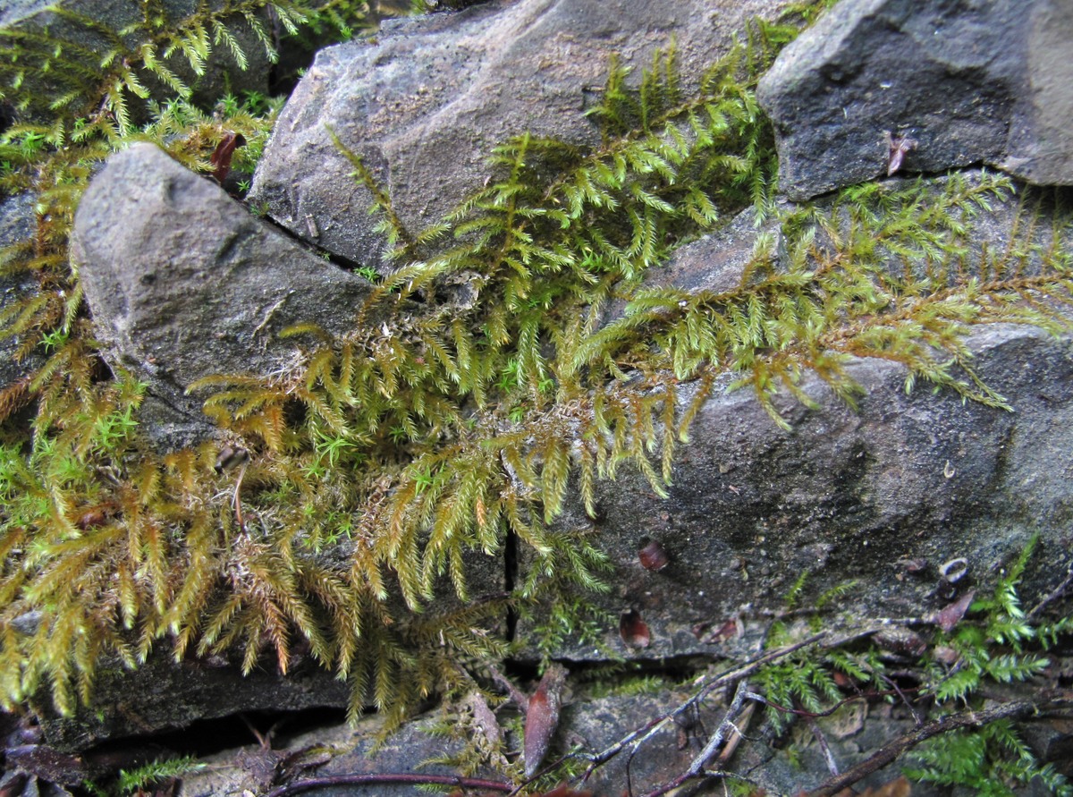 Image of ordo Hypnales specimen.