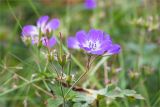 Geranium sylvaticum. Верхушка побега с цветками и завязавшимися плодами. Мурманская обл., п-ов Рыбачий, побережье губы Большая Мотка, приморский луг. 14.08.2016.