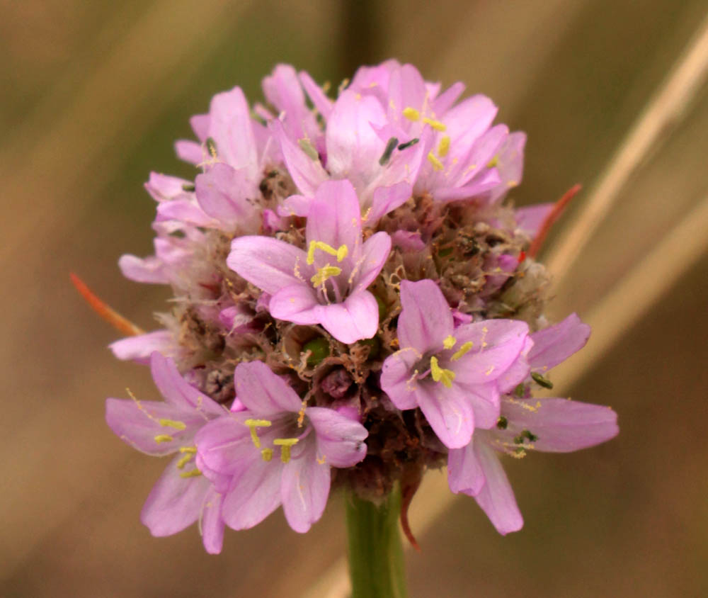 Image of Armeria vulgaris specimen.