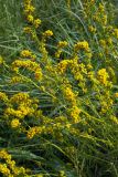 Artemisia palustris