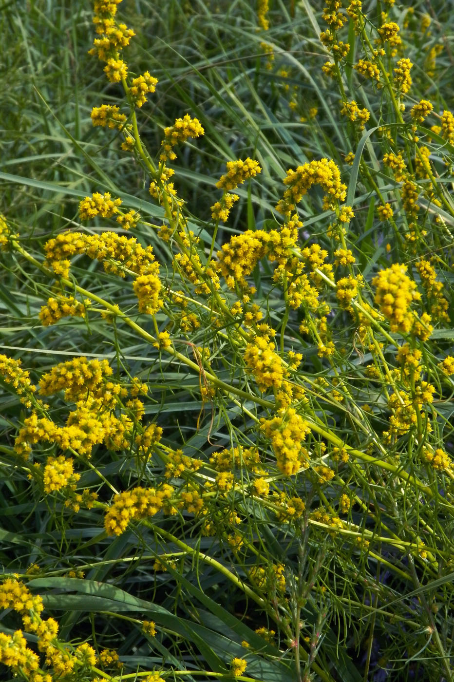 Изображение особи Artemisia palustris.