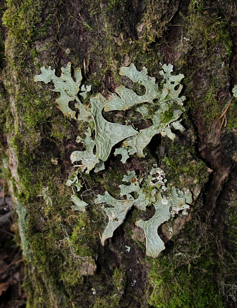 Изображение особи Lobaria pulmonaria.