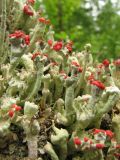 Cladonia deformis. Таллом с апотециями. Архангельская обл., Пинежский р-н, в ельнике зеленомошном, на пристволовом повышении. 06.08.2008.