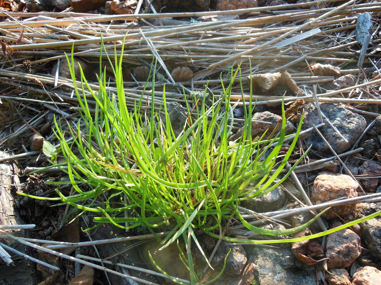 Изображение особи Plantago maritima.