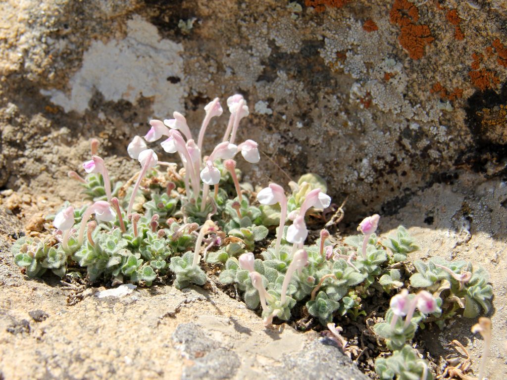 Image of Scutellaria leptosiphon specimen.