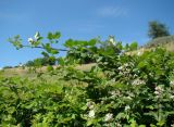 Rubus candicans