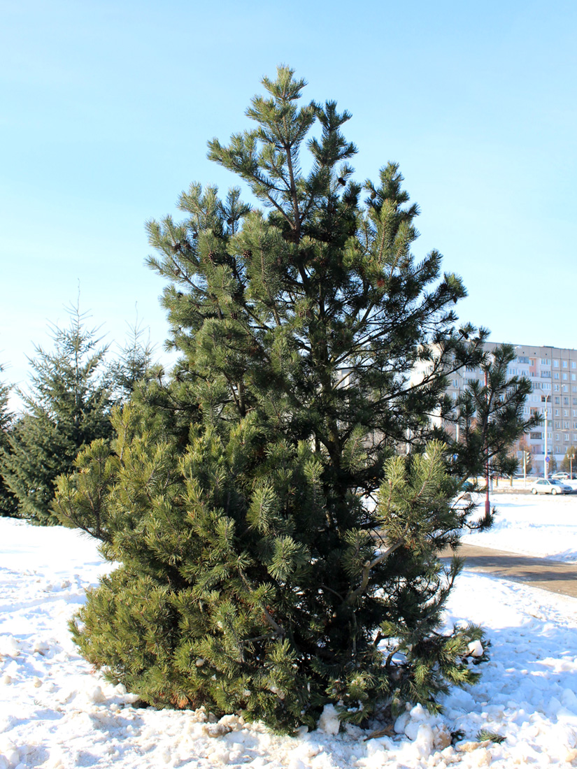 Изображение особи Pinus sylvestris.