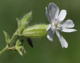 Melandrium latifolium