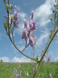 Aconitum septentrionale