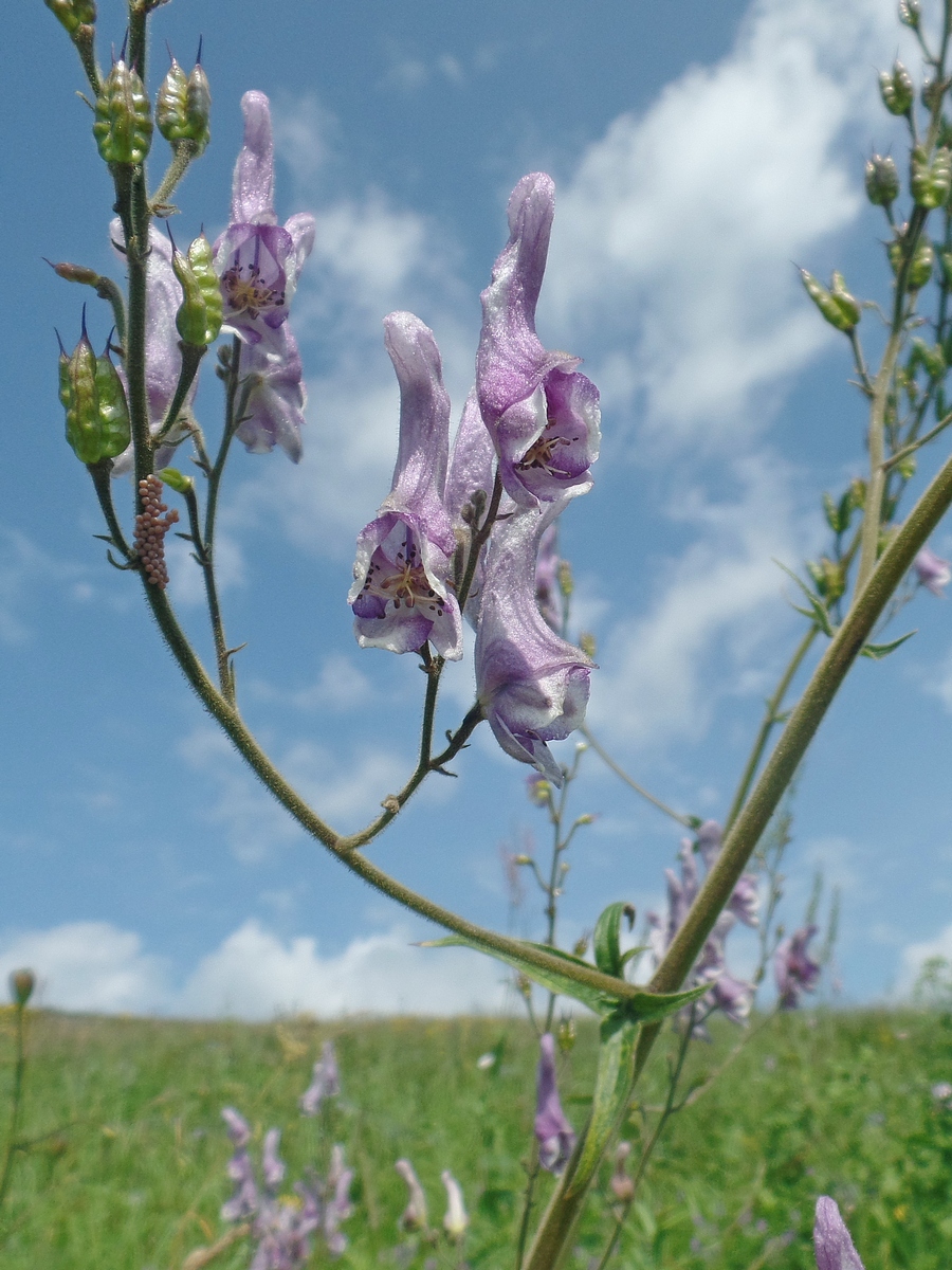 Изображение особи Aconitum septentrionale.